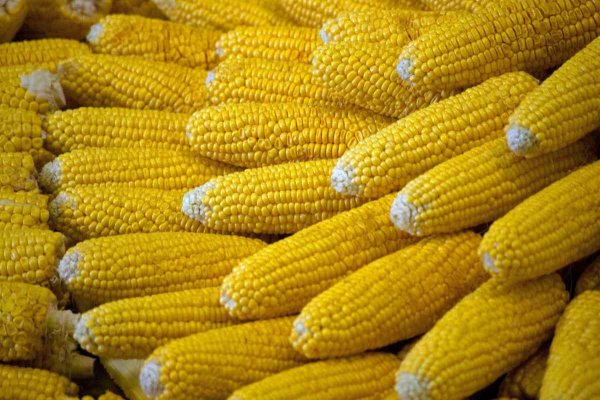 Bacterial Gene Boosts Corn's Protein, Could Aid Global Nutrition